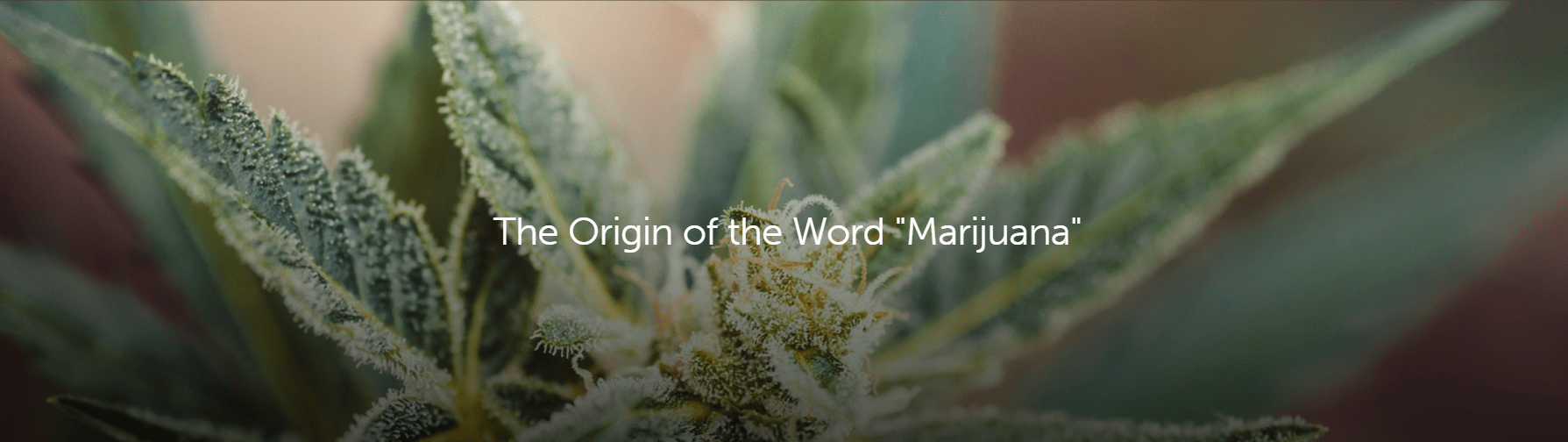 What’s Your Favorite Slang Word for a Joint? Leafly
